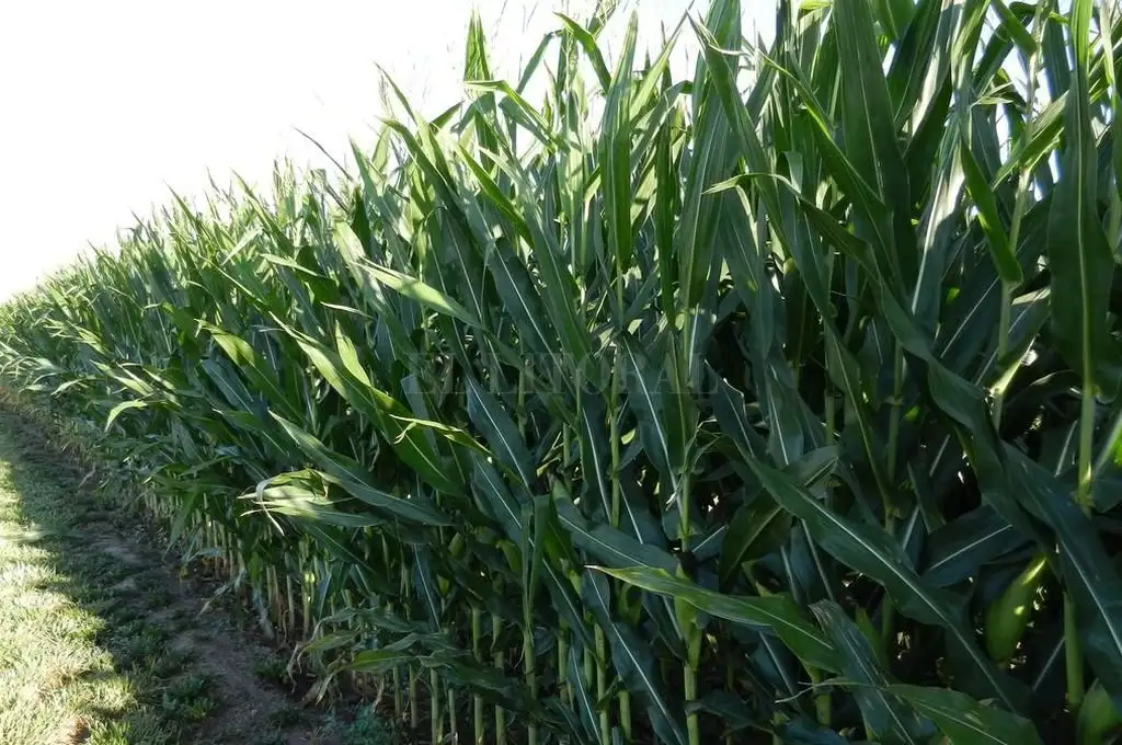 El maíz temprano logró revertir los síntomas del periodo seco