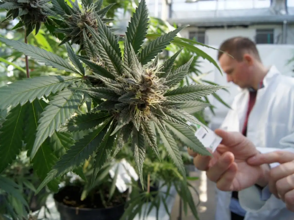 La OMS pidió retirar al cannabis de la lista de drogas peligrosas