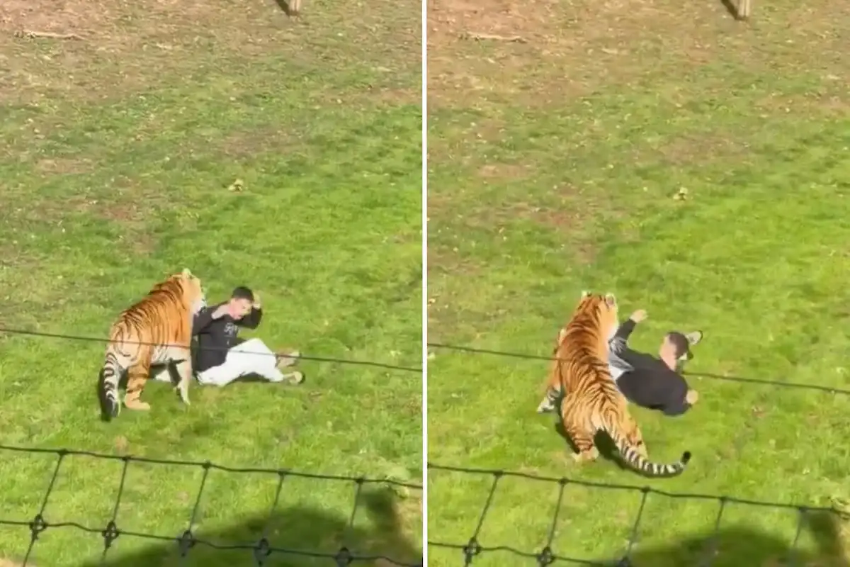 Tragedia en Inglaterra: el zoológico explicó cual será el destino del tigre tras matar un joven el sábado