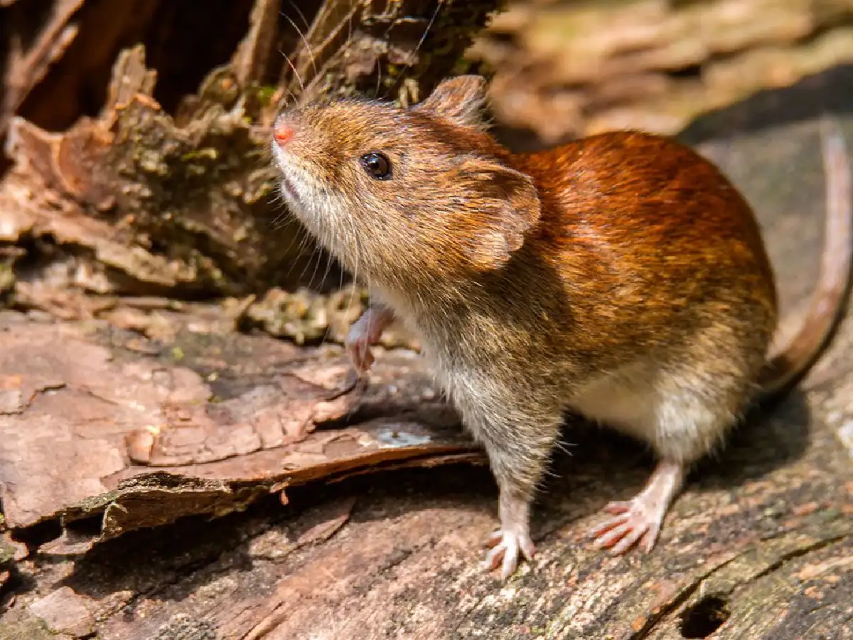 Detectan el primer caso de hantavirus autóctono en Esperanza 