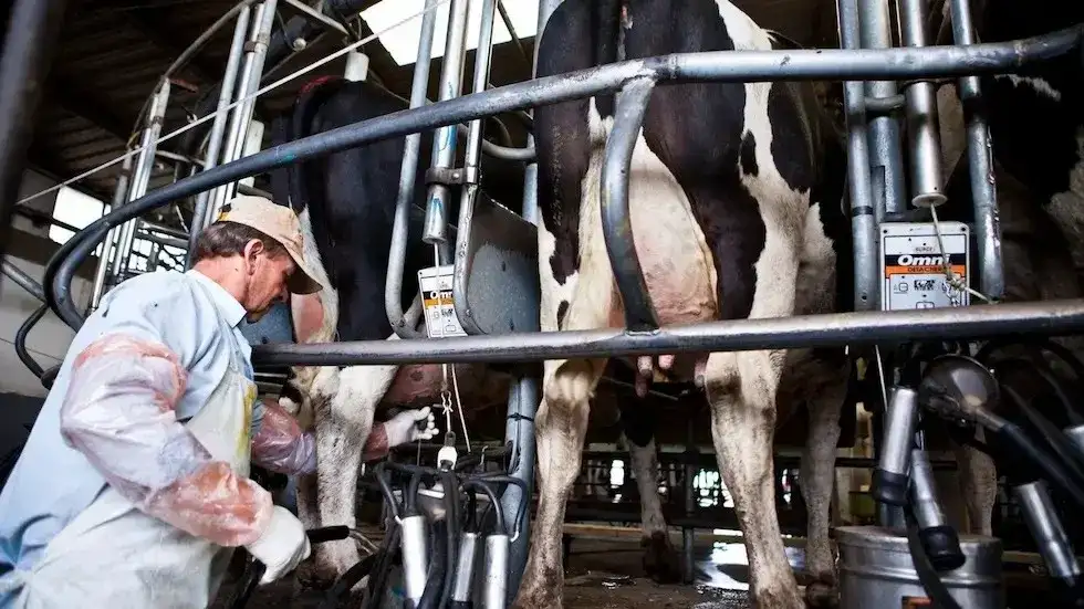 Savencia es el grupo francés detrás de Milkaut e Ilolay, dos de las marcas líderes del mercado lácteo argentino. Opera en el país desde la década de 1990