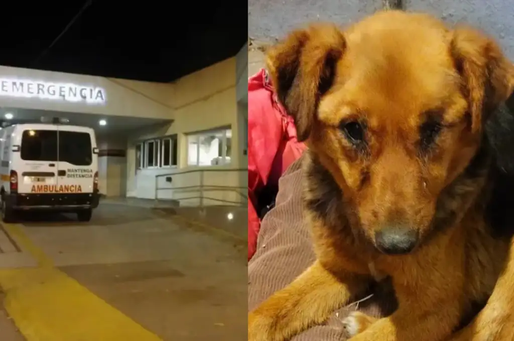 abusador de perro  2