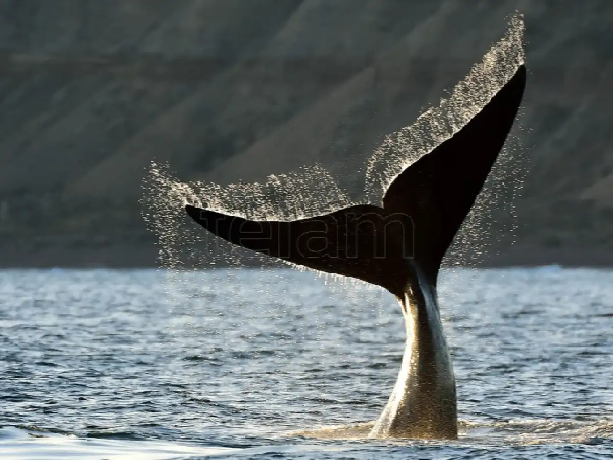 Registraron 1.031 ballenas en los alrededores de Península Valdés