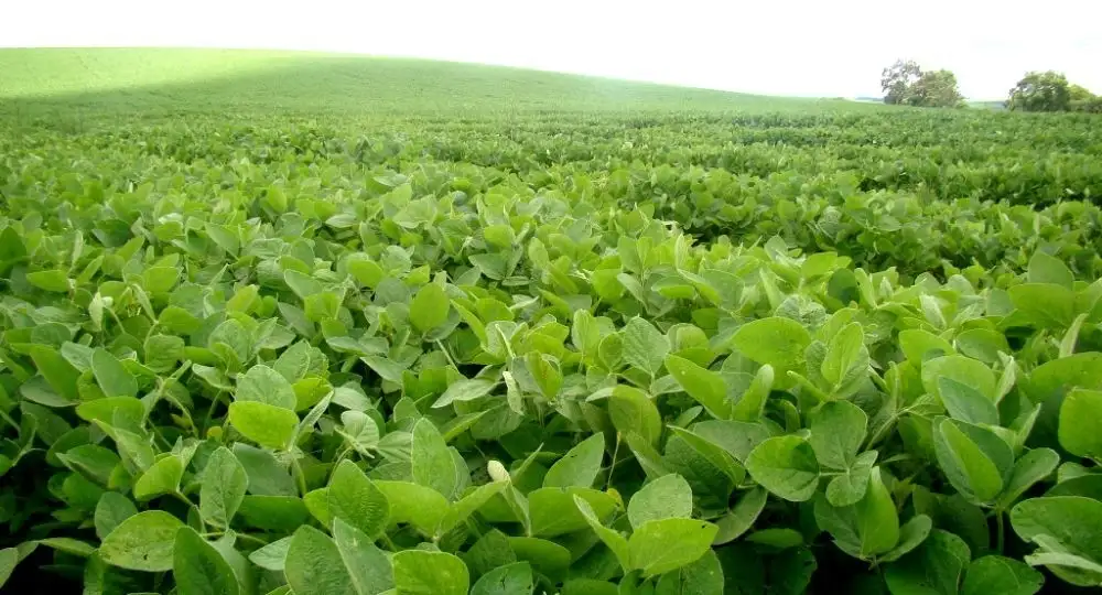 El 25% de la soja temprana presenta incovenientes