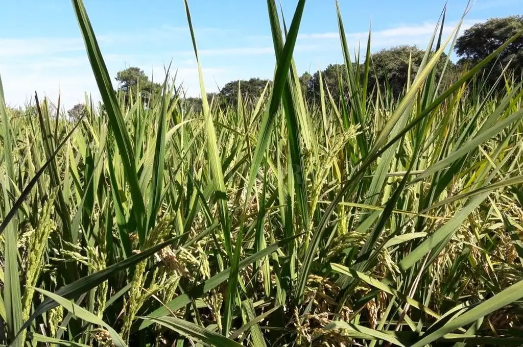 Falta de luz solar: factor decisivo en la baja del rendimiento en arroz