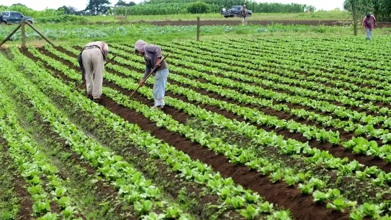 En Argentina, el Estado se lleva el 74,6% de la renta agrícola, y para aquellos que alquilan tierras