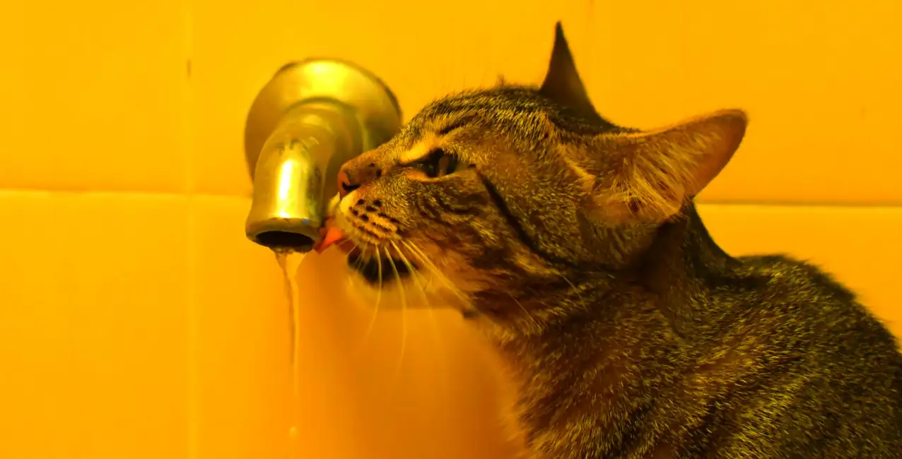 Cómo evitar los golpes de calor en animales de compañía
