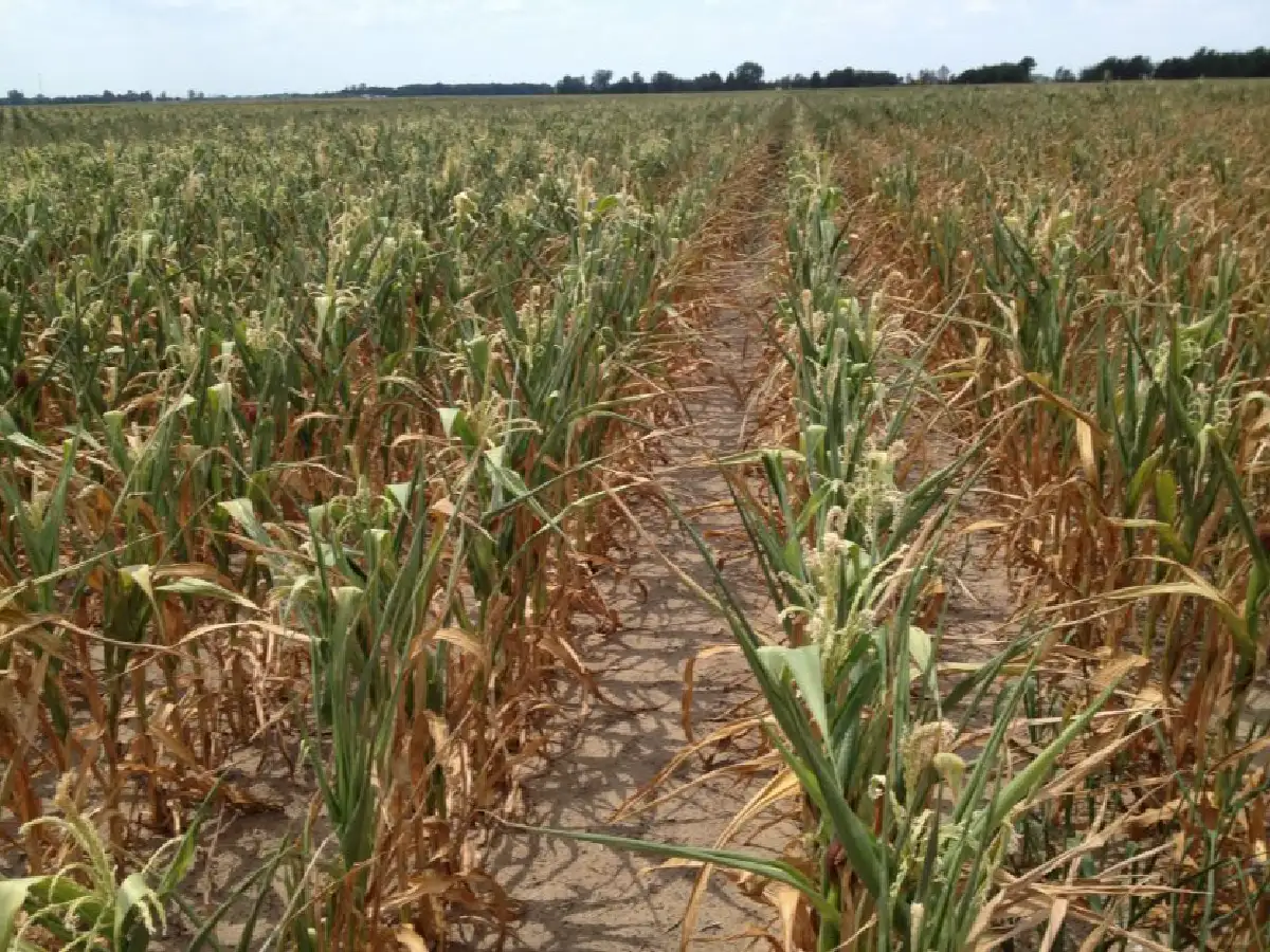 “La Niña” continuaría en verano podría afectar la campaña gruesa      