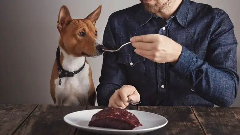 Nueve alimentos que se pueden compartir con el perro