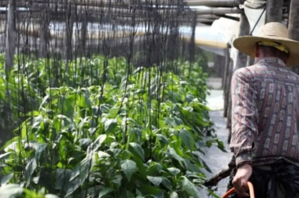 Declaran la emergencia agropecuaria para el sector hortícola correntino