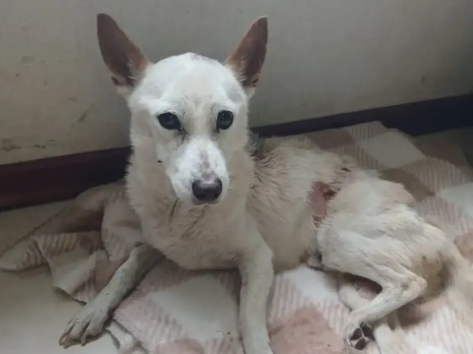 Pluto, el perro víctima de maltrato, que falleció días atrás. Foto: Gentileza