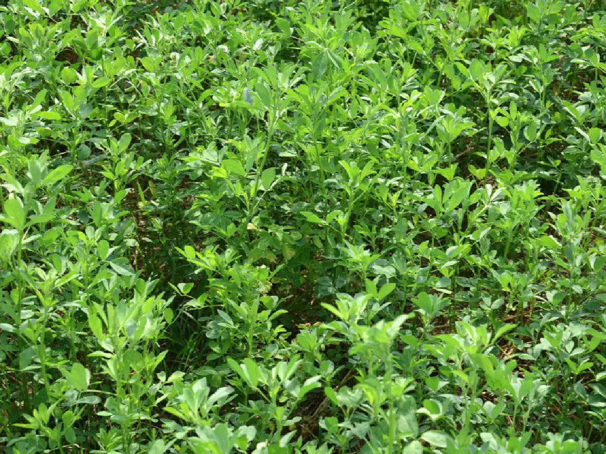Alfalfa: la oportunidad de recuperar lo que la sequía “se llevó”                         