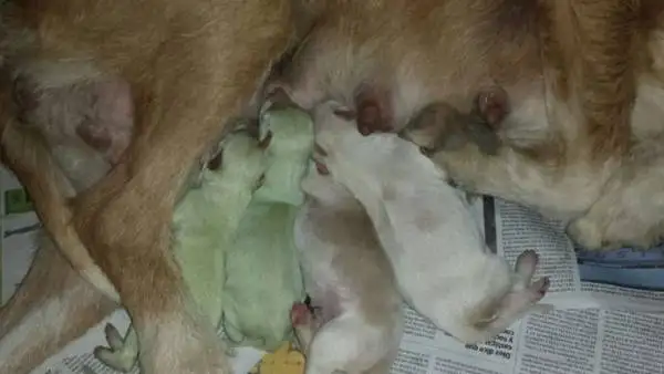 Nacieron dos perritos verdes en España