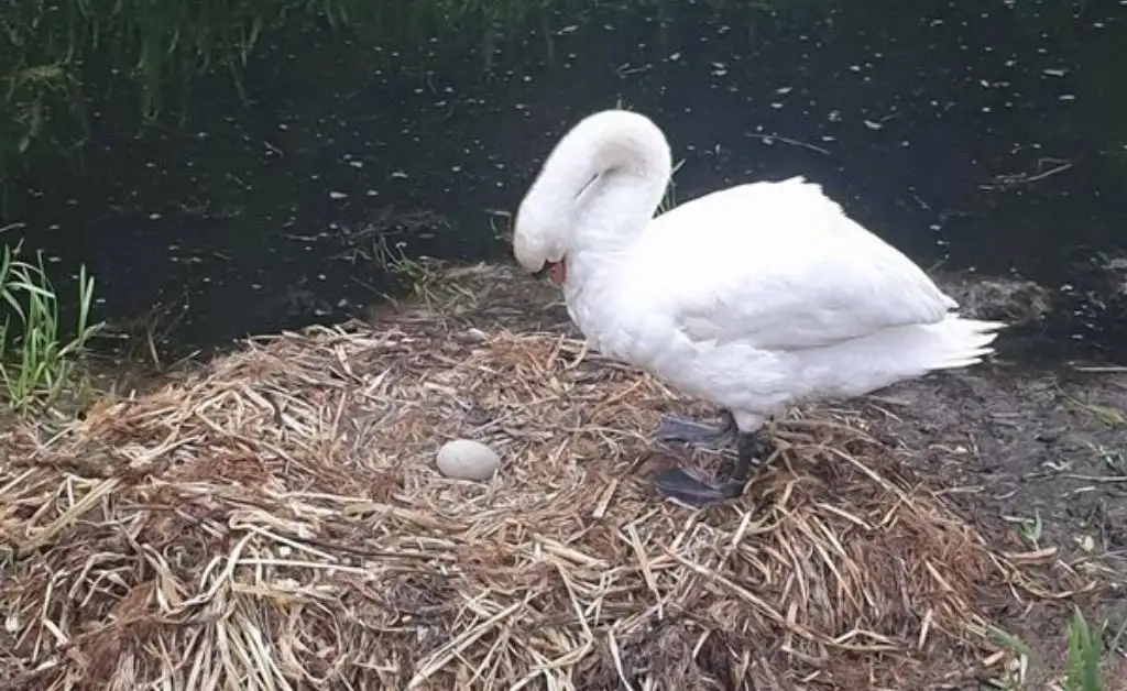 Muere cisne con el “corazón roto” porque vándalos destruyeron su nido con huevos