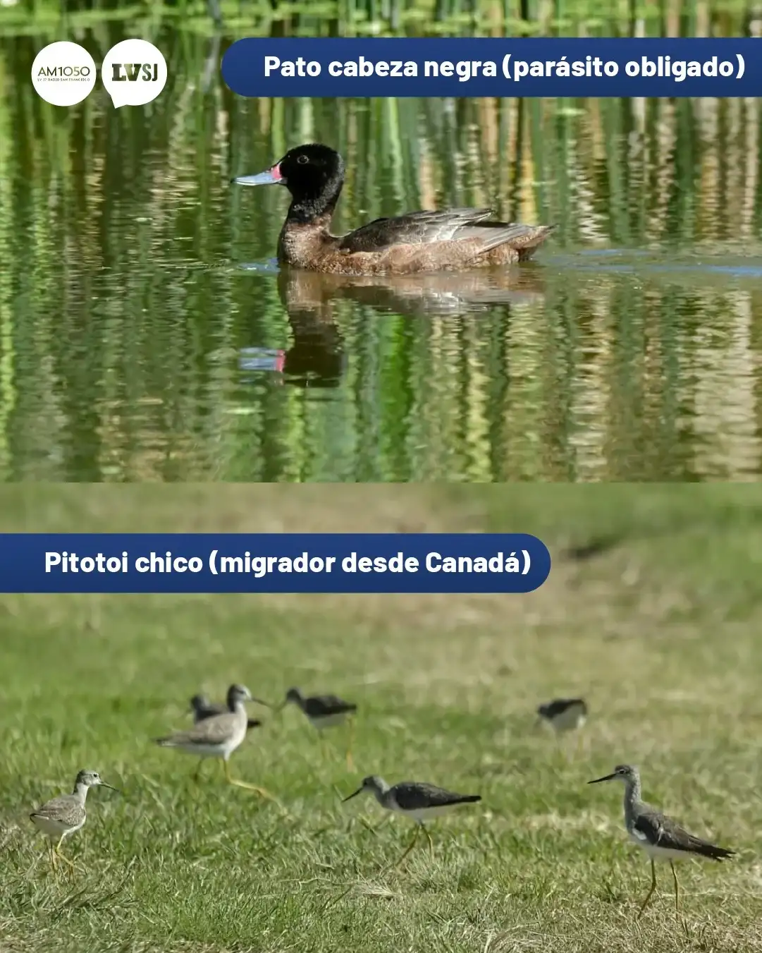aves