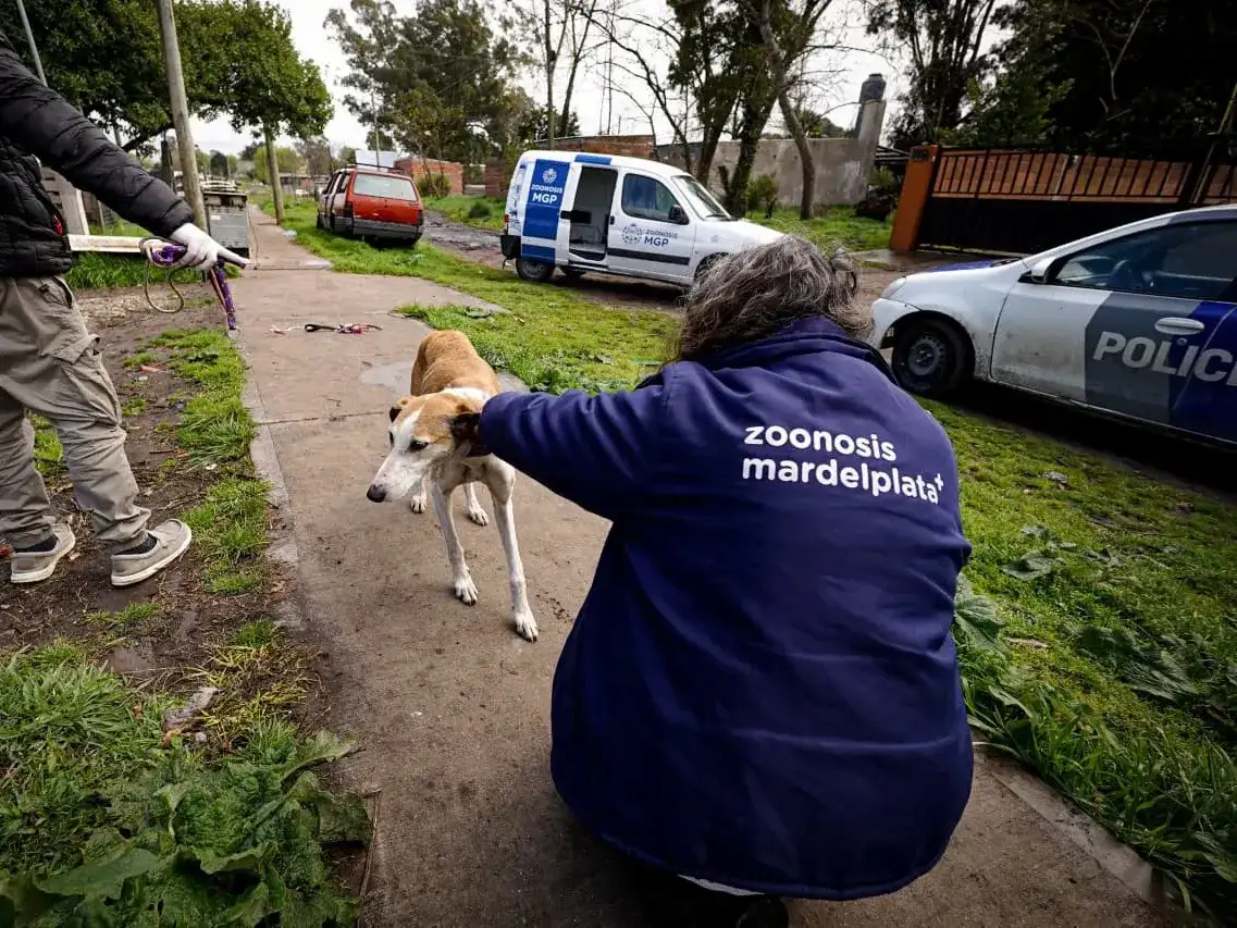 Rescataron a dos galgos en Mar del Plata: tenían bajo peso, parásitos y lesiones