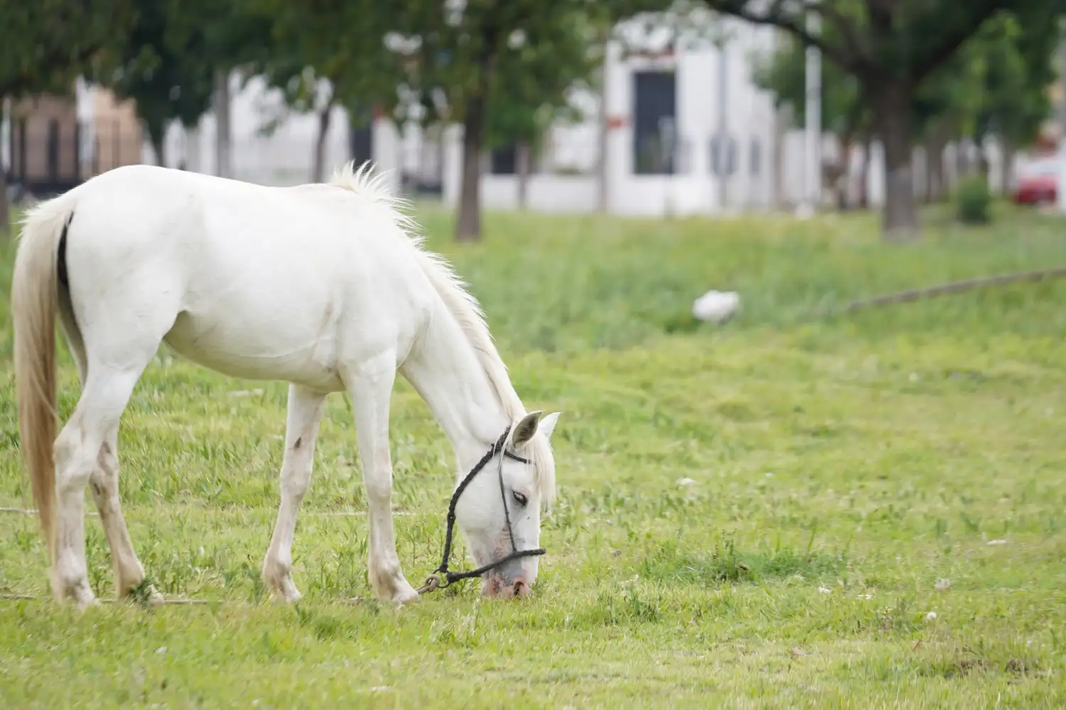 El municipio refuerza los controles para los equinos sueltos.