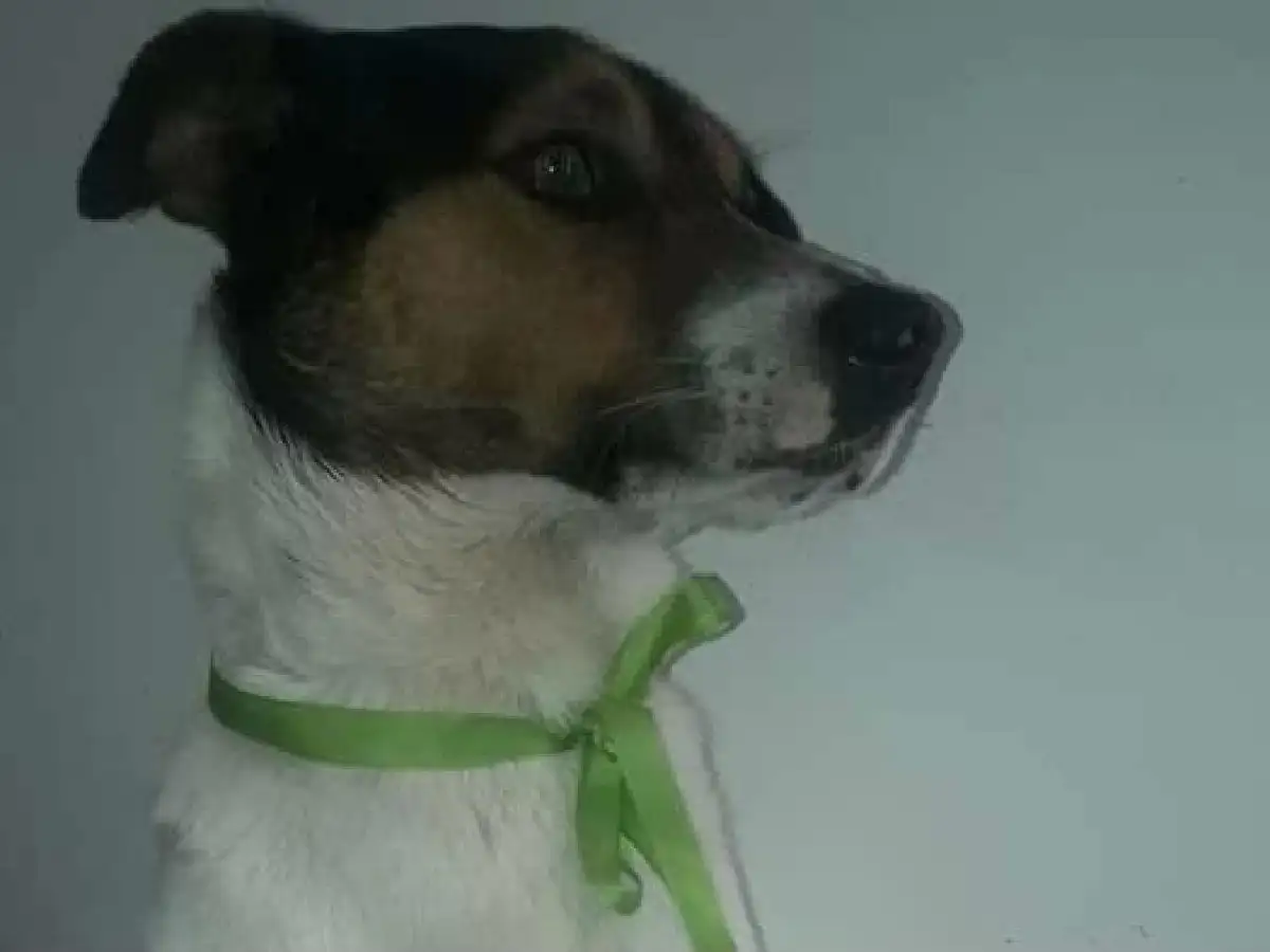 Un perro cordobés intentó detener la fuga de un ladrón y murió de un balazo