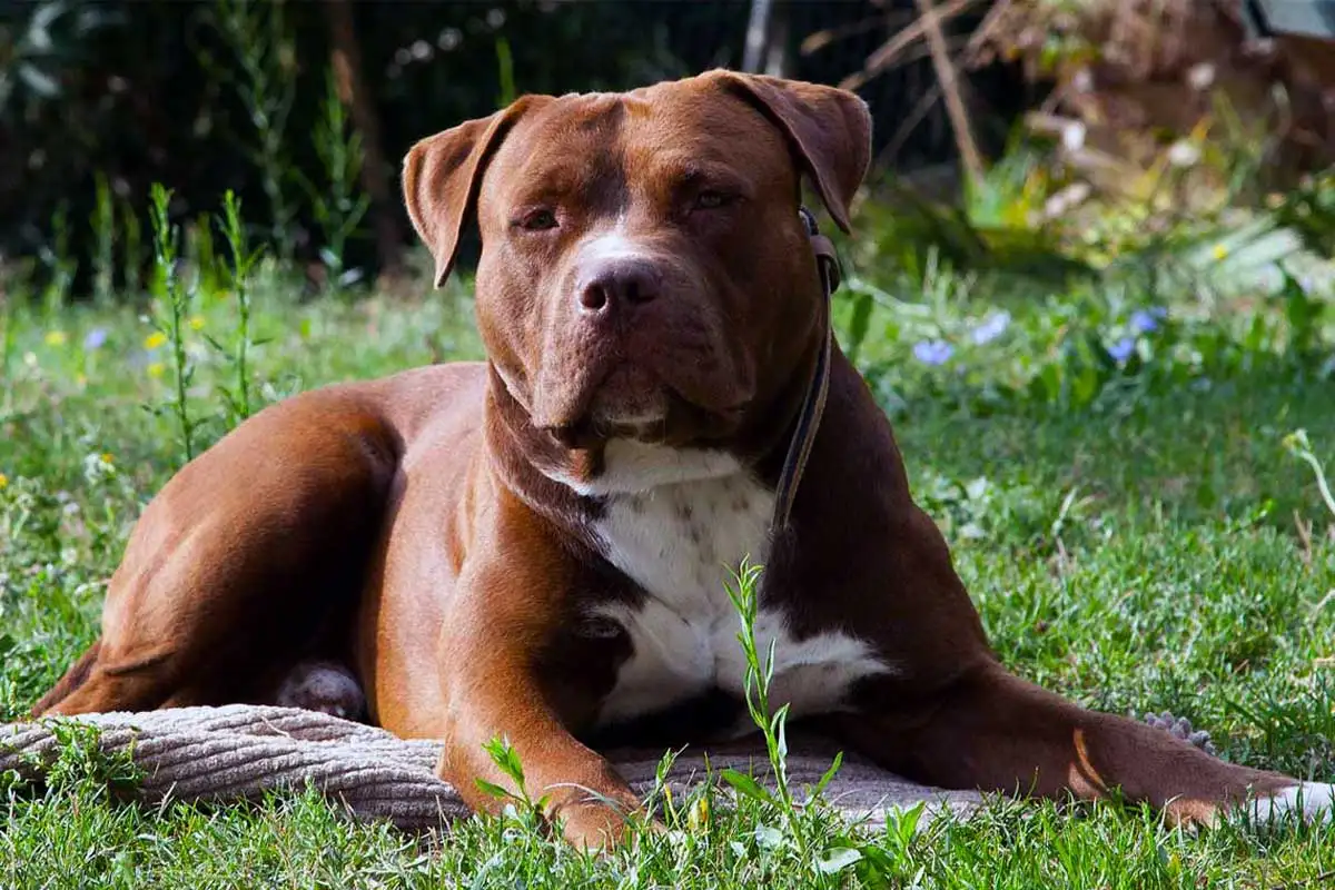 Un niño de 4 años murió tras el ataque de un pitbull en Moreno