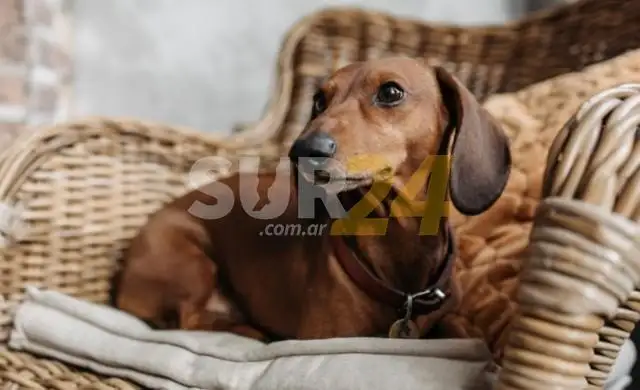Mendoza: entraron a robar a una casa y se llevaron hasta la mascota
