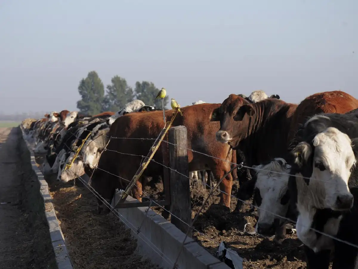 La ocupación en los feedlots, en los niveles más altos 