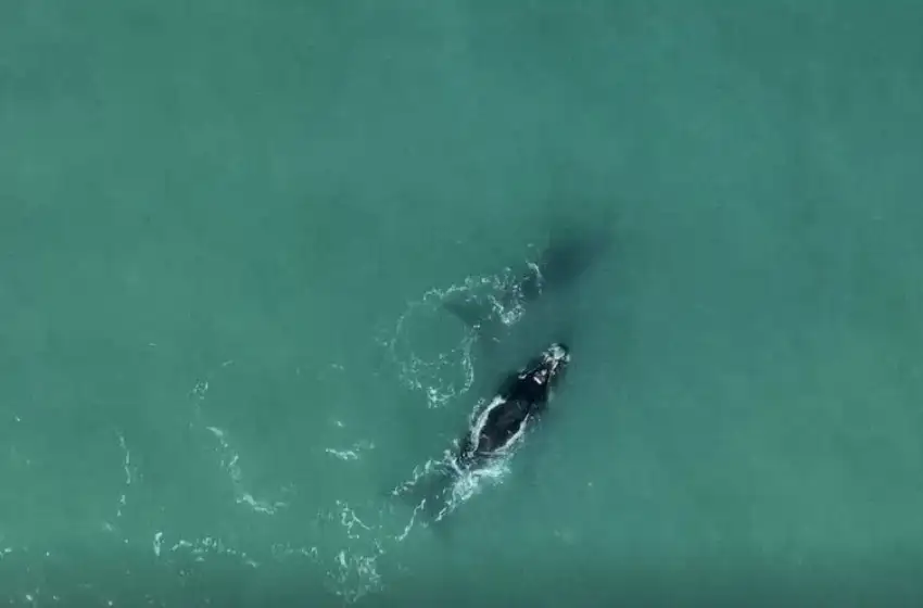 Video: las increíbles imágenes de dos ballenas en la costa de Mar del Plata
