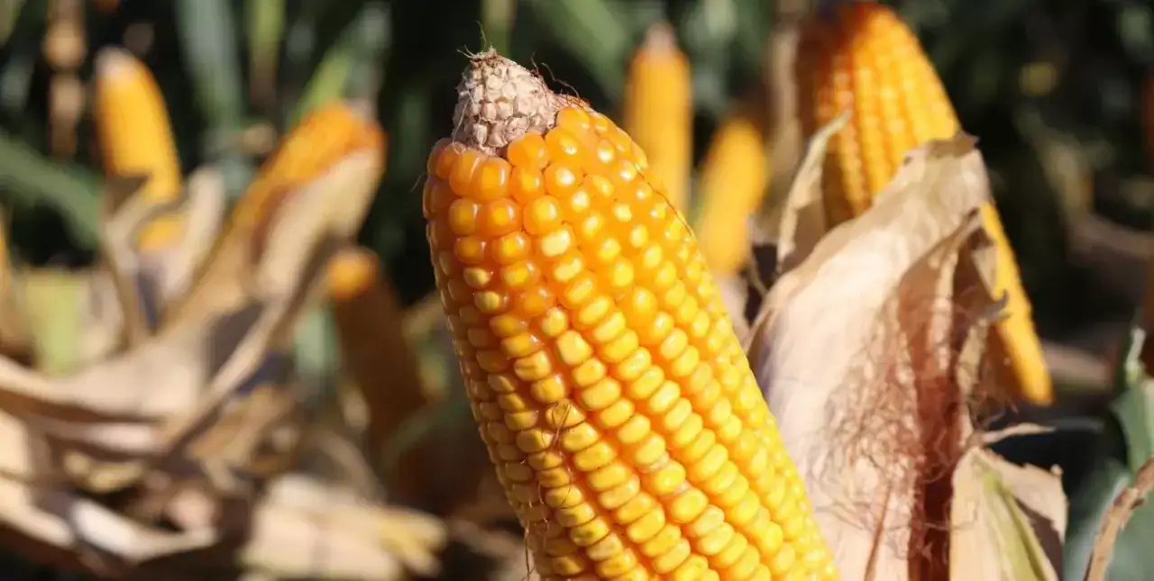 Maíz tardío y cosecha distinta ante el corrimiento de la fecha de la Niña