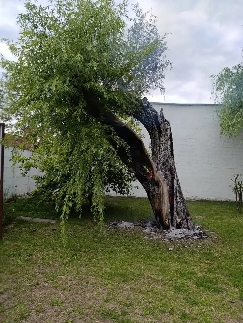 árbol incendio