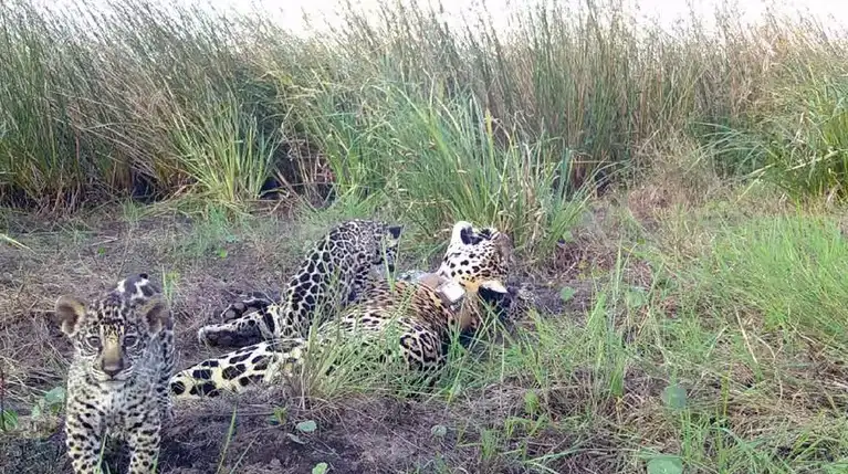 cachorros de Yaguareté - Parque Nacional Iberá