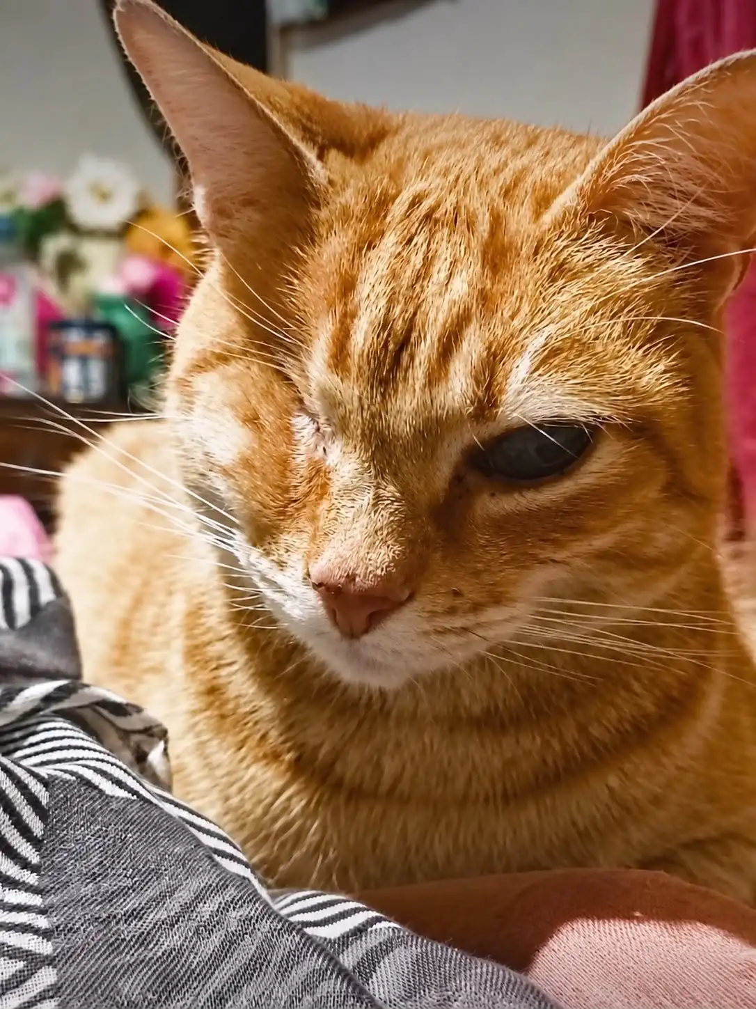 gato