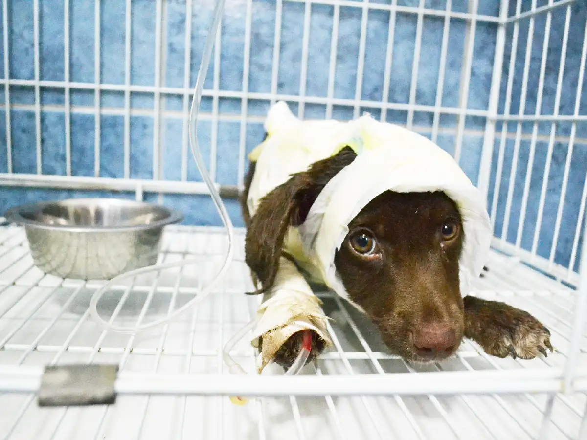 Derecho Animal: la nueva materia que suma Abogacía por los casos de maltrato