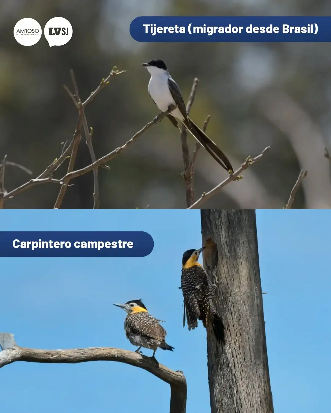 aves