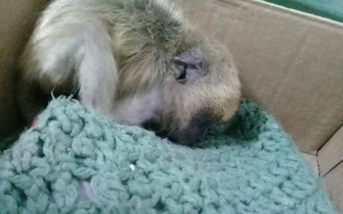 Un mono carayá y una víbora curiyú fueron rescatados por Fauna