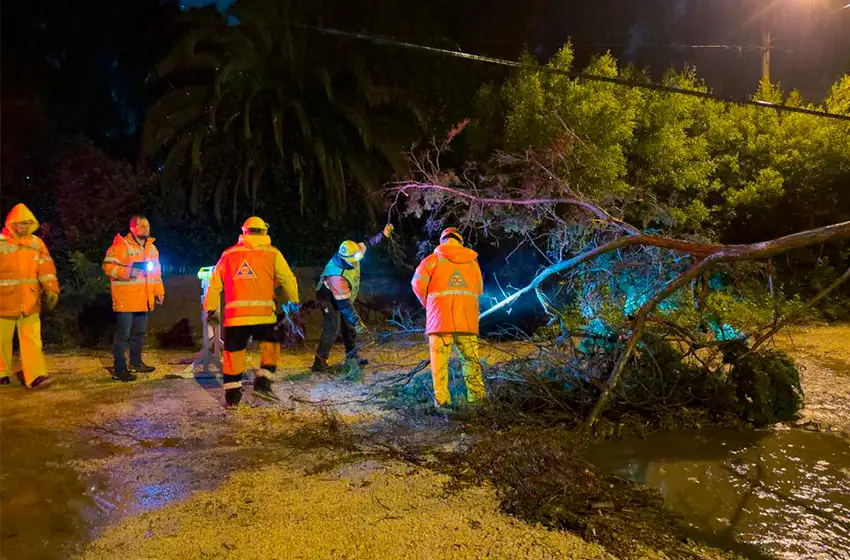 Apenas unos árboles caídos tras el temporal en Mar del Plata
