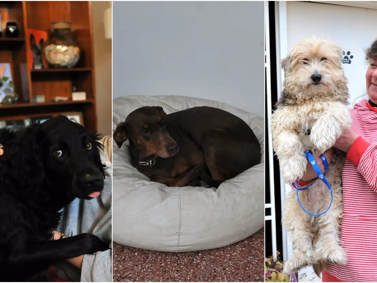 Una nueva oportunidad para vivir, después del maltrato