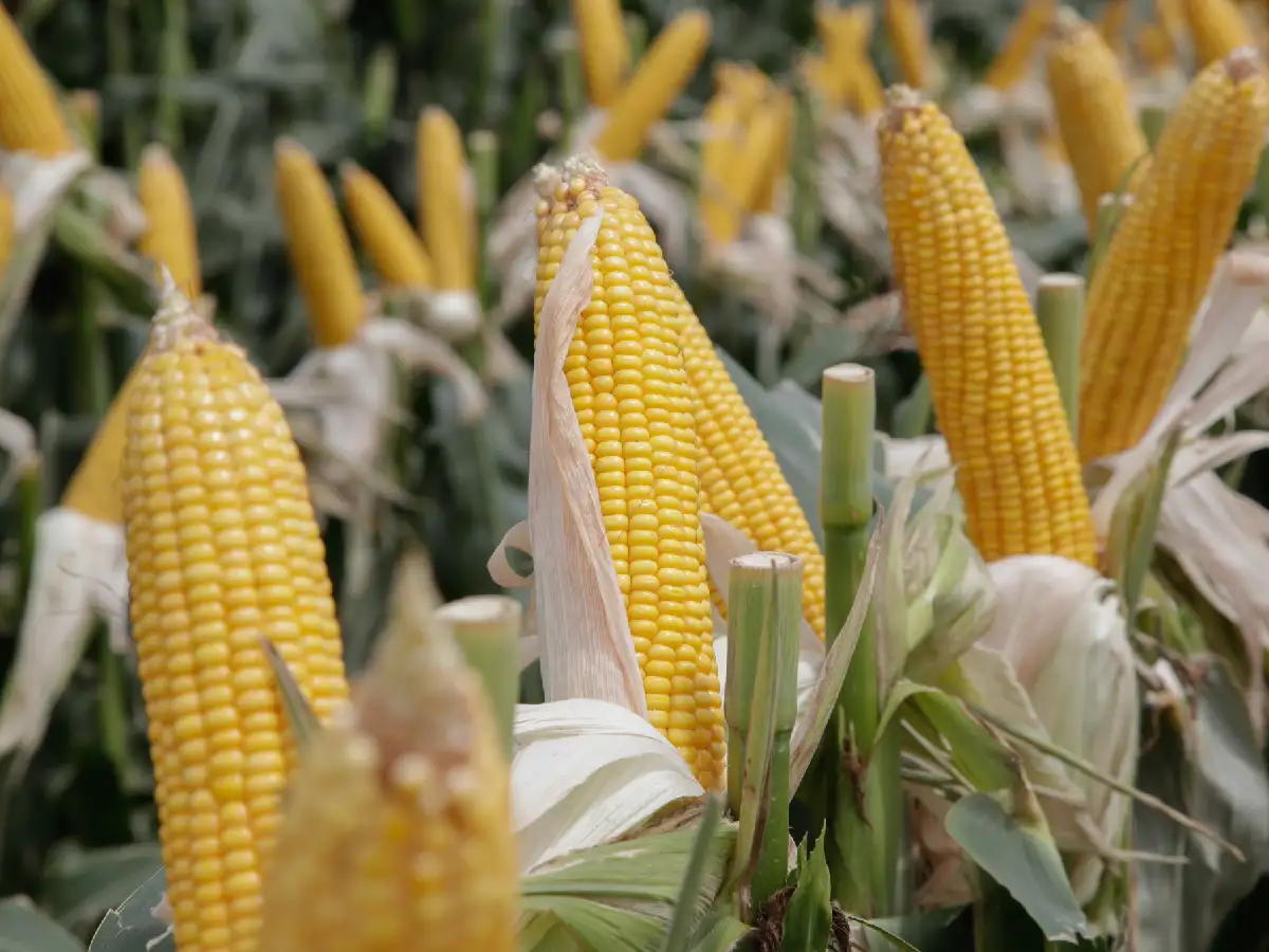 Proyectan cosecha de 35 millones de toneladas entre girasol, maíz, maní, soja y sorgo en Córdoba
