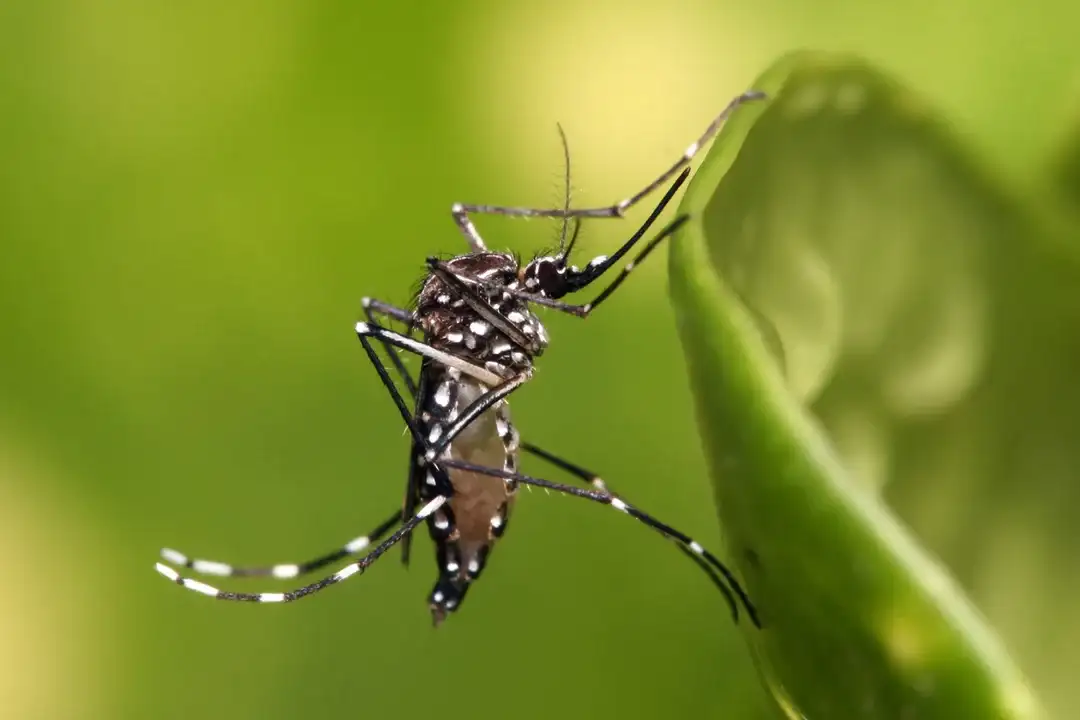 El mosquito que transmite el dengue.
