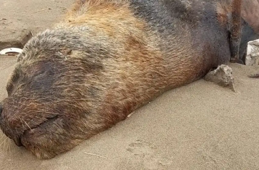 Lobos marinos con gripe aviar: "No se sabe si contagia al ser humano, hay que tomar precauciones"