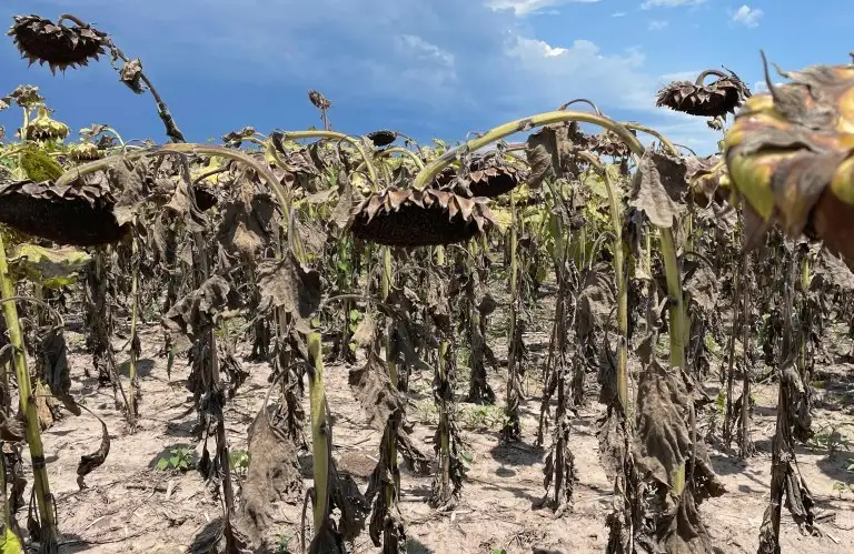 Estado de emergencia y/o desastre agropecuario en la provincia de Santa Fe hasta el 30 de septiembre.