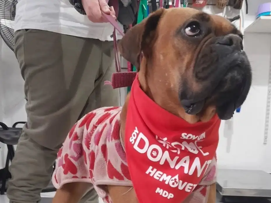 La campaña se realizará en diferentes veterinarias, del 24 al 28 de febrero.