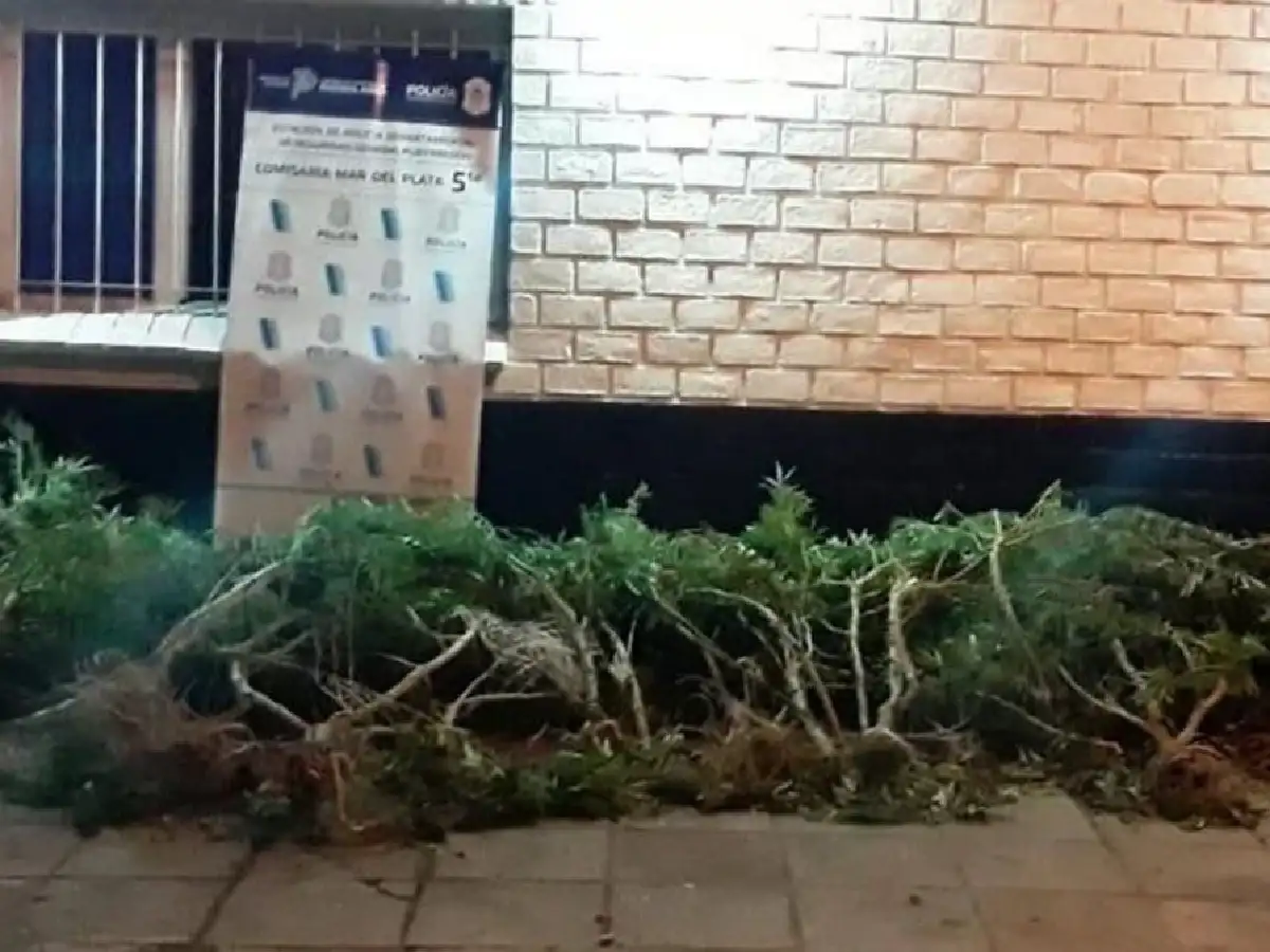 Murió al tocar un cerco electrificado con el que protegía plantas de marihuana