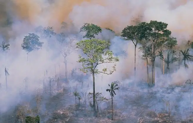 El Amazonas, en estado de emergencia por los incendios forestales