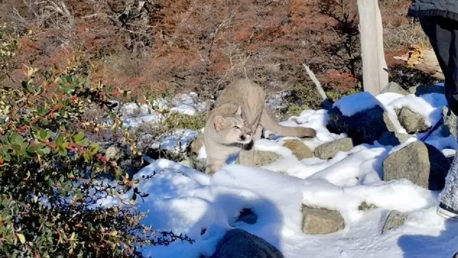 El puma sorprendió a los turistas mientras hacían trekking en El Chaltén.