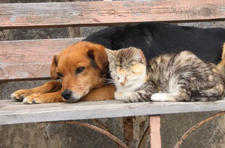 ¿Se puede pasear al perro en cuarentena?