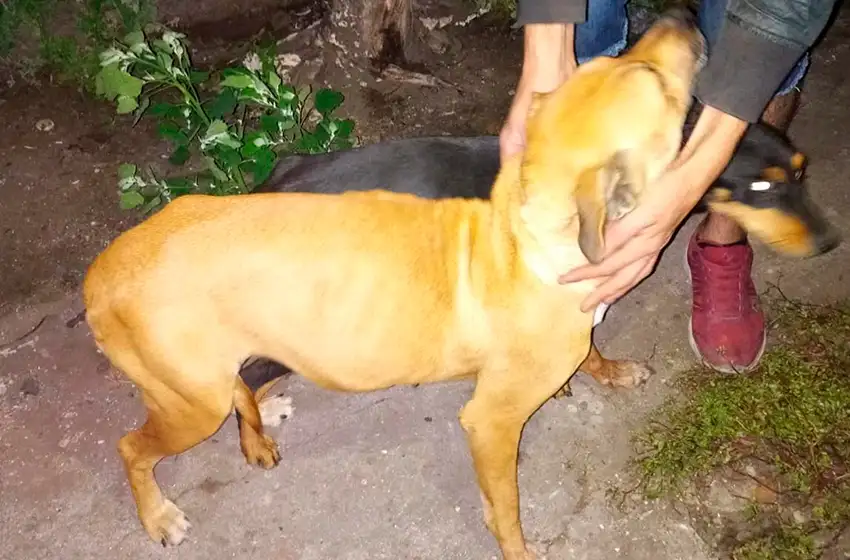 Perros desnutridos: desesperados, se alimentaban de otro animal sin vida