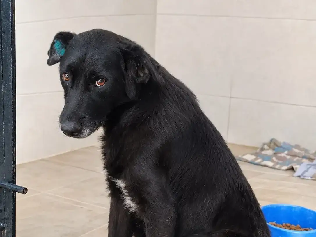 El Dispensario Municipal rescata cotidianamente animales en situación de vulnerabilidad o malas condiciones de salud.