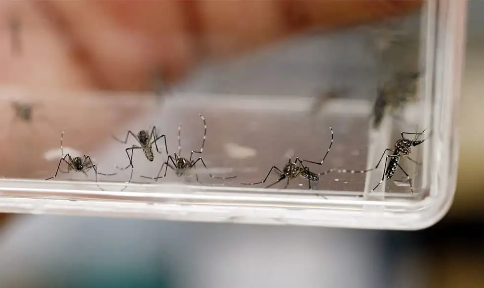 Córdoba: en la temporada 2025-2026 se detectaron 4 casos de dengue y 24 de chikungunya.