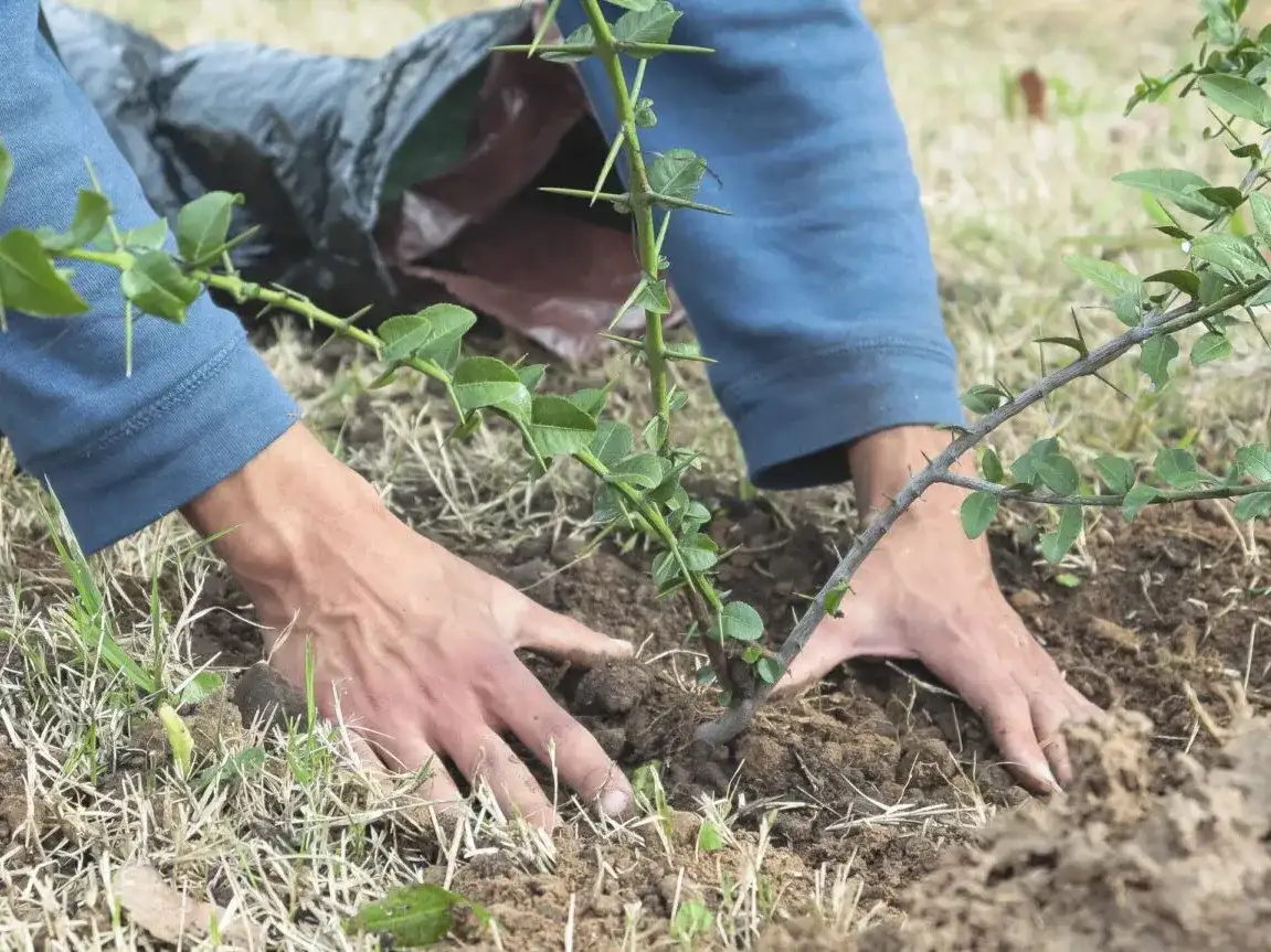 La iniciativa prevé la plantación de 40 ejemplares arbóreos distribuidos en dos puntos del partido de General Pueyrredon.