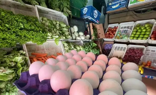 Alrededor de 50 millones de gallinas son explotadas por año en Argentina.