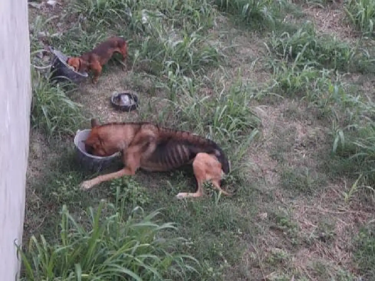 Maltrato animal: rescataron dos perros de una casa de barrio Sarmiento